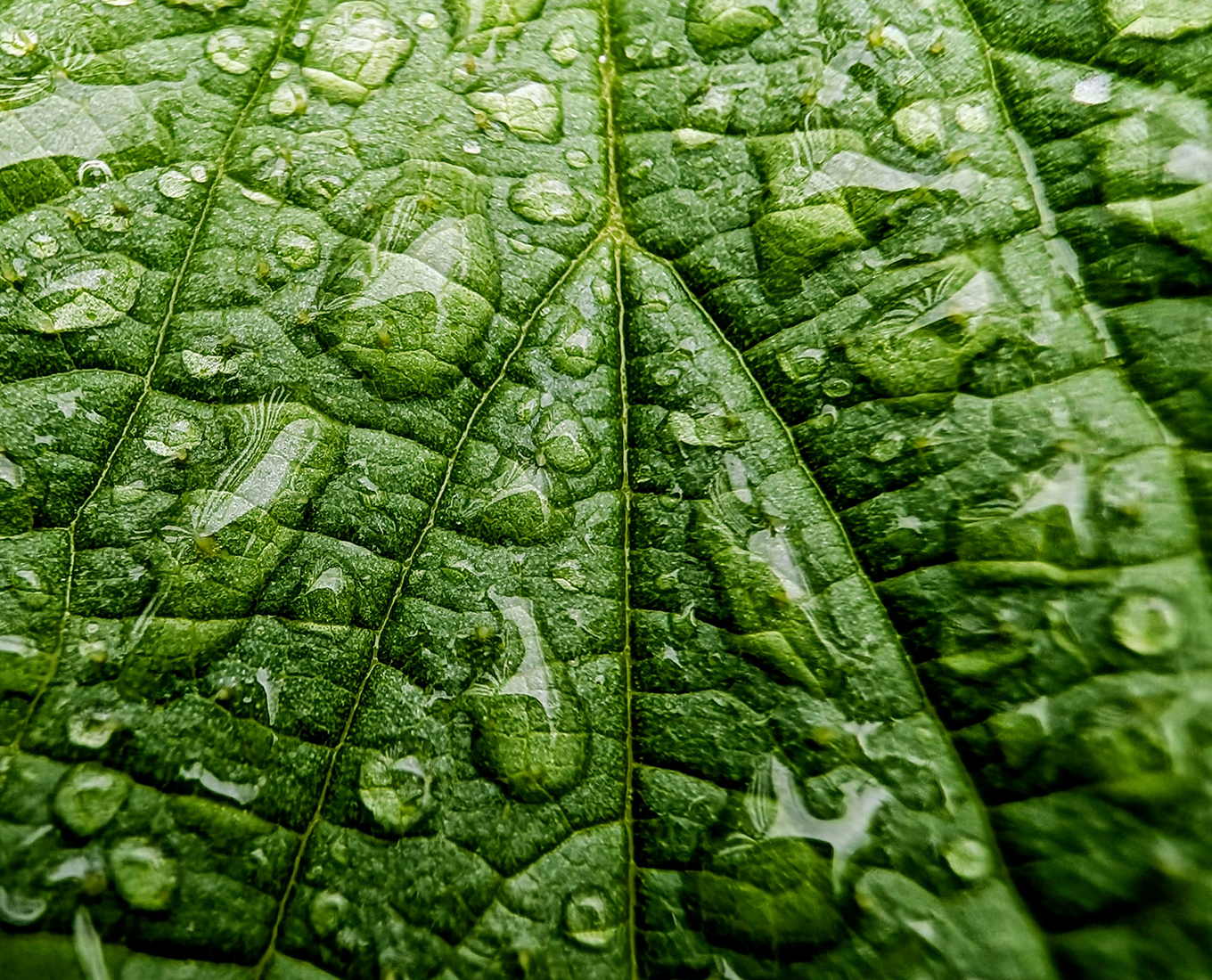 The Culminating Principle of Service